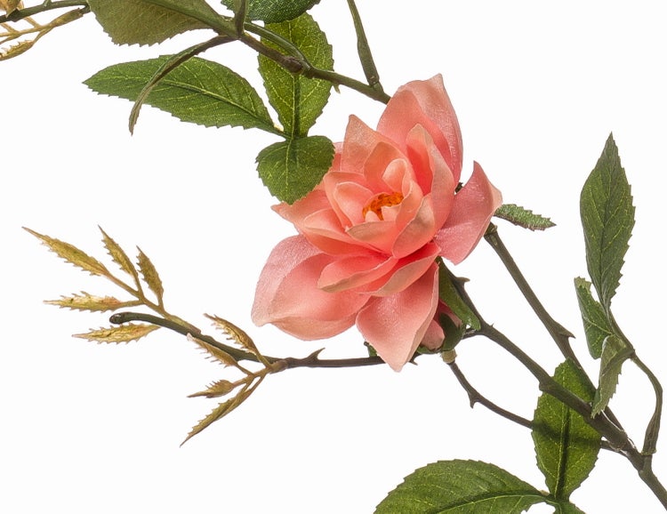 Farnpflanze mit grünen Wedeln in einer Aufhängung aus natürlichen Juteseilen.