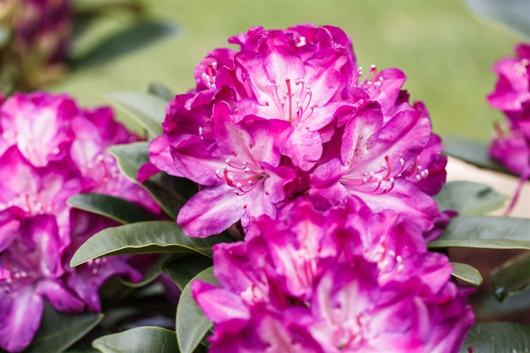 Rhododendron Hybr. 'Anatevka', rosa Blüten, 60–70 cm