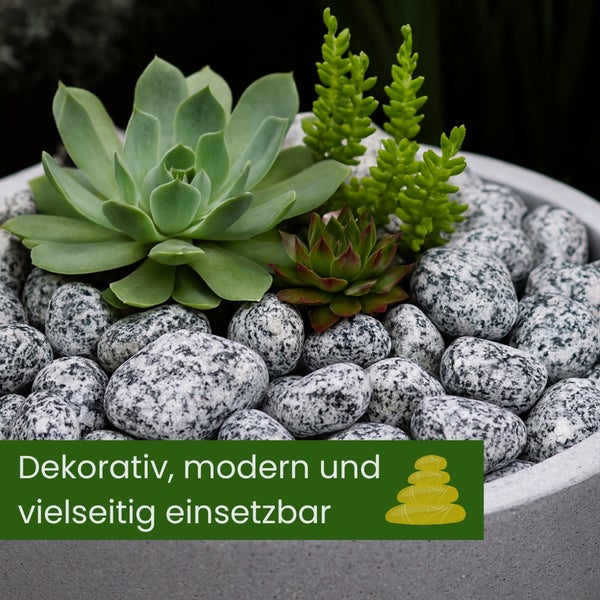 Schale befüllt mit Dekosteinen und Sukkulenten