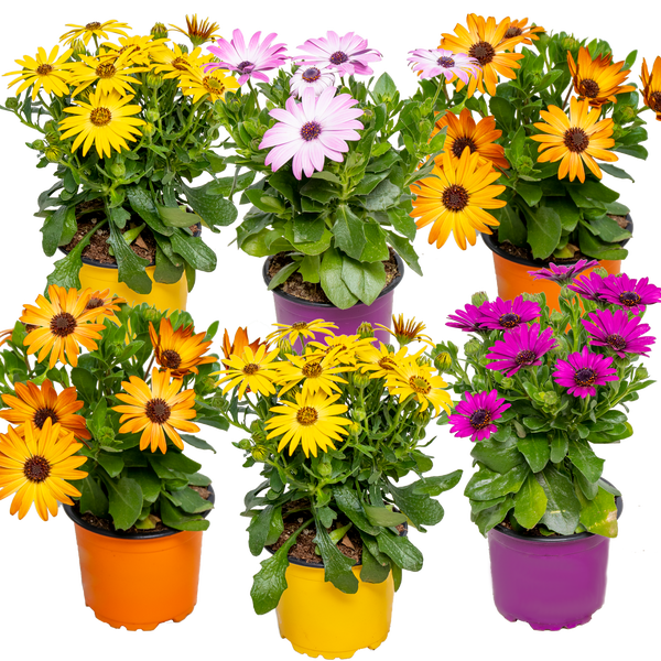 Poster mit Hamster und dem Spruch: Und bei dem ganzen Chaos im Alltag, vergiss niemals das Glücklichsein von Mr. & Mrs. Panda