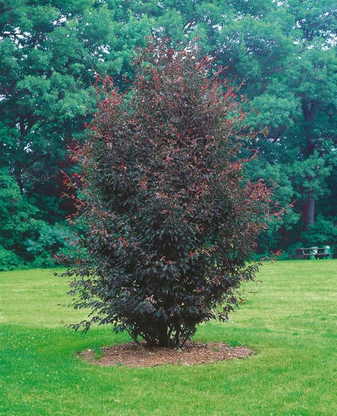 Fagus sylvatica 'Rohanii', Rotbuche, 60–80 cm