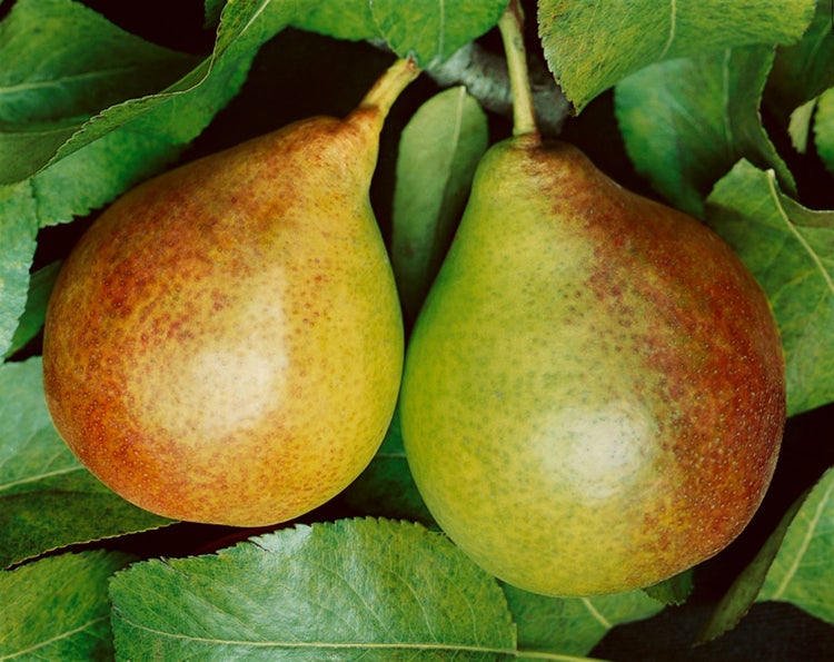 Pyrus communis 'Gute Luise', Birne, 150–200 cm, saftig-süß