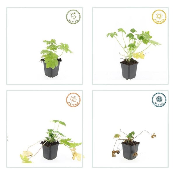 Bodendecker - Felsen-Storchschnabel - Geranium macrorrhizum 'Spessart' - 9cm Topf - Set mit 40 Pflanzen