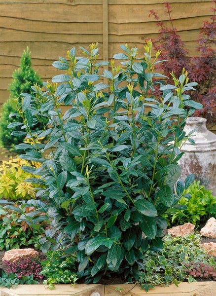 Prunus laurocerasus 'Diana', Kirschlorbeer, immergrün, 40–60 cm