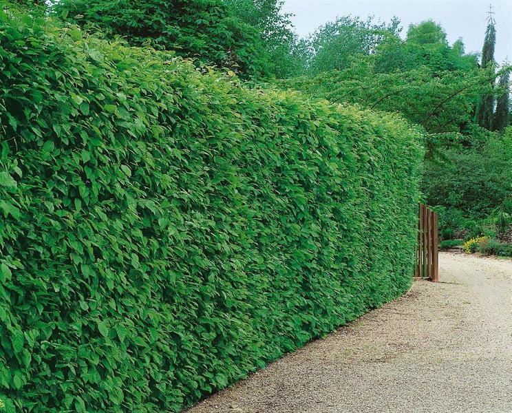 Carpinus betulus, Hainbuche, 60–100 cm, 3 Liter Topf