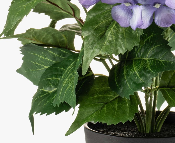 Nahaufnahme einer Caladium Zimmerpflanze mit weiß-grünen Blättern und pinkfarbenen Sprenkeln.