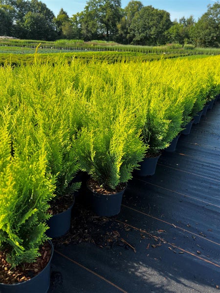Chamaecyparis lawsoniana 'Stardust', Gelbe Scheinzypresse, 40–50 cm