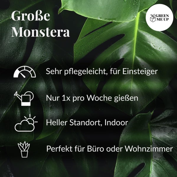 Monstera Deliciosa Fensterblatt mit schwarzem Keramik-Übertopf, pflegeleichte luftreinigende Zimmerpflanze, Höhe 70–80 cm, Topf 19–21 cm