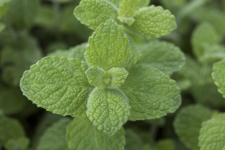 Mentha x rotundifolia, Apfelminze, aromatisch, ca. 9x9 cm Topf