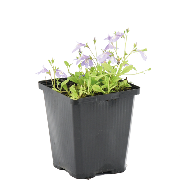 Blühende Pflanze mit hellvioletten Blüten in einem quadratischen schwarzen Pflanztopf aus Kunststoff.