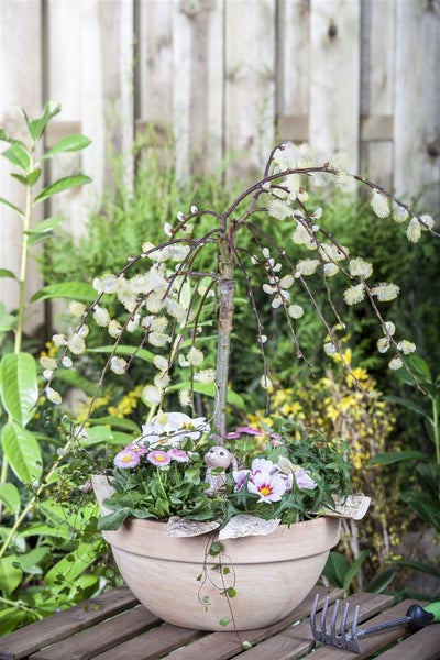 Salix caprea 'Pendula', Kätzchenweide, hängend, 80 cm Stammhöhe