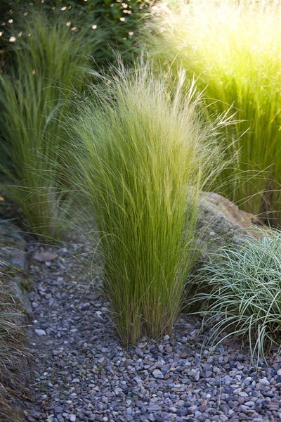 Hohes Ziergras im Gartenbeet