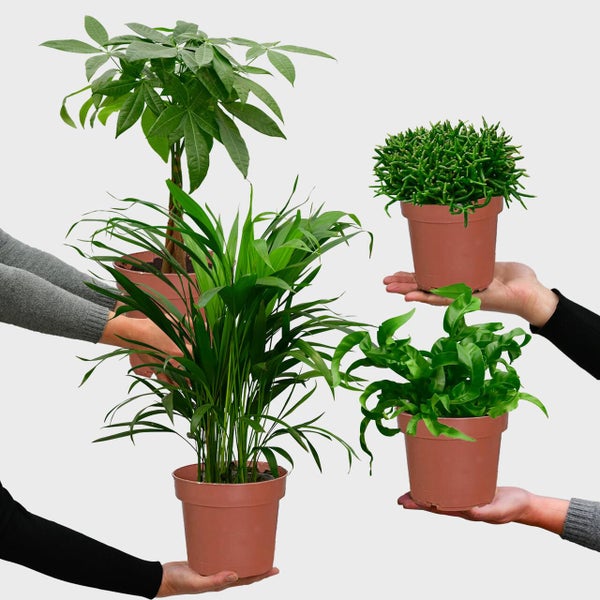 Nestfarn, Areca-Palme, Glückskastanie & Rutenkaktus – 4er Box Zimmerpflanzen Katzenliebe - Tierfreundliches Set - Höhe 15-70 cm - Töpfe 10,5-17 cm - Pflanzen für Wohnung & Büro