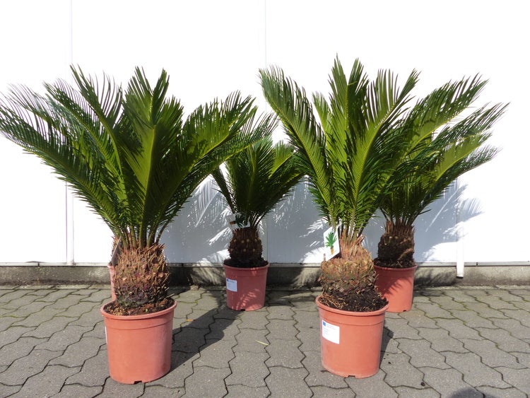 Palmfarn XXL 75 - 90 cm Cycas Revoluta Sagopalme Palme, innen + außen, 50 cm Stammumfang