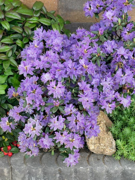 Rhododendron impeditum 'Buchlovice', Zwerg-Rhododendron, lila, 15–20 cm