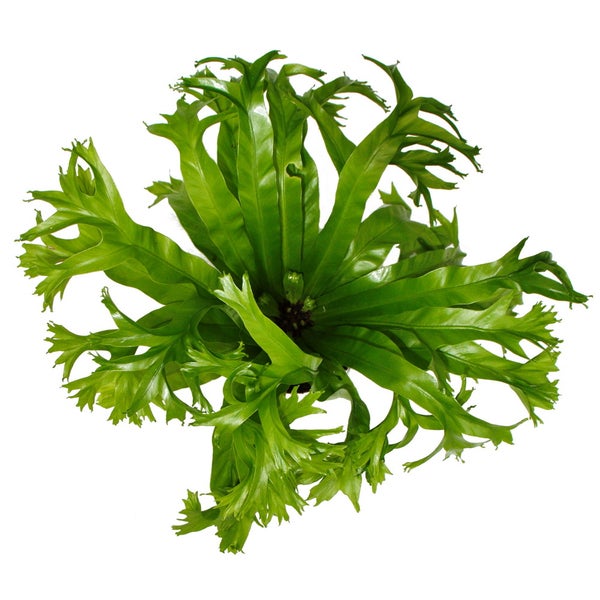 Asplenium nidus Chrissie - besondere Farn-Sorten fürs Zimmer - Nestfarn - 12cm Topf - ca. 25cm hoch