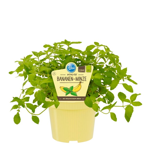 Ungewöhnliche Minze-Sorten Set mit 6 Pflanzen in BIO-Qualität  Ananas Banane Erdbeere Schoko HUGO Grapefruit 12cm Topf