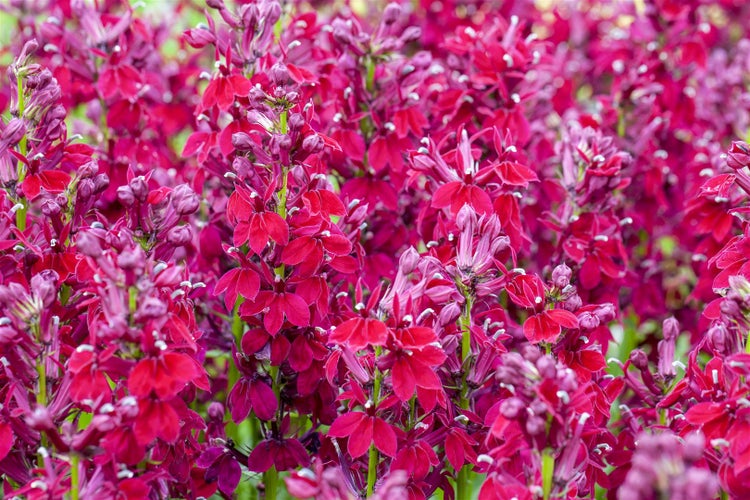 Lobelia x speciosa 'Fan Burgundy', burgunderrot, ca. 9x9 cm Topf