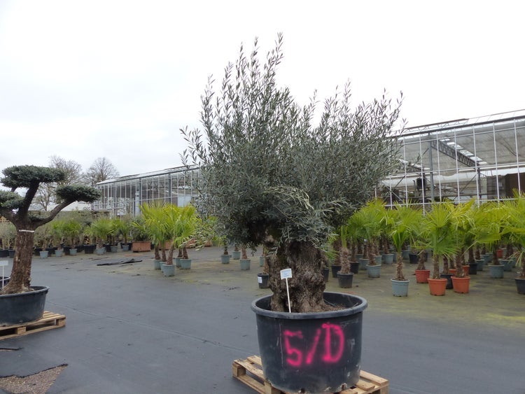 genau diesen Baum Nr. 5/D, 250 cm, Olivenbaum, knorrige alte urige Olive winterhart