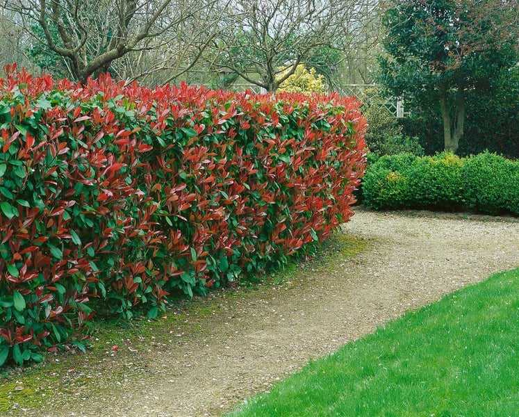 Photinia fraseri 'Red Robin', Glanzmispel, rot, 125–150 cm