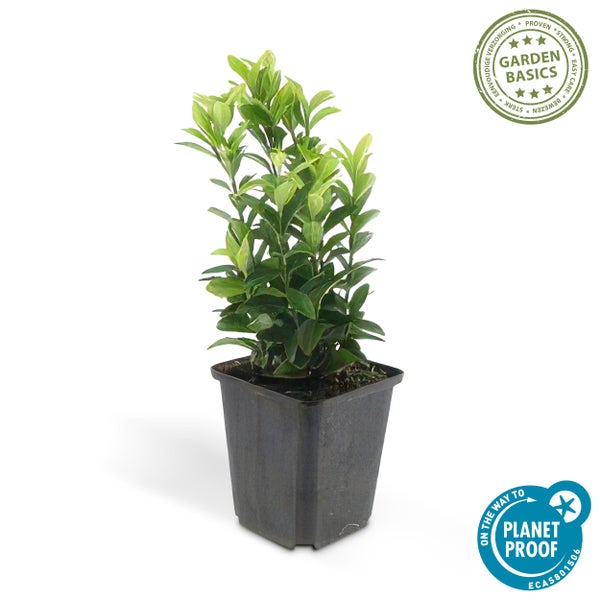 Bodendecker - Kriechspindel - Euonymus japonicus 'Green Spire' - 9cm Topf - Set mit 20 Pflanzen