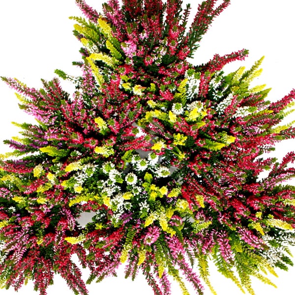 Knospenheide Calluna vulgaris Mischung mit blühenden Trieben in verschiedenen Farben.