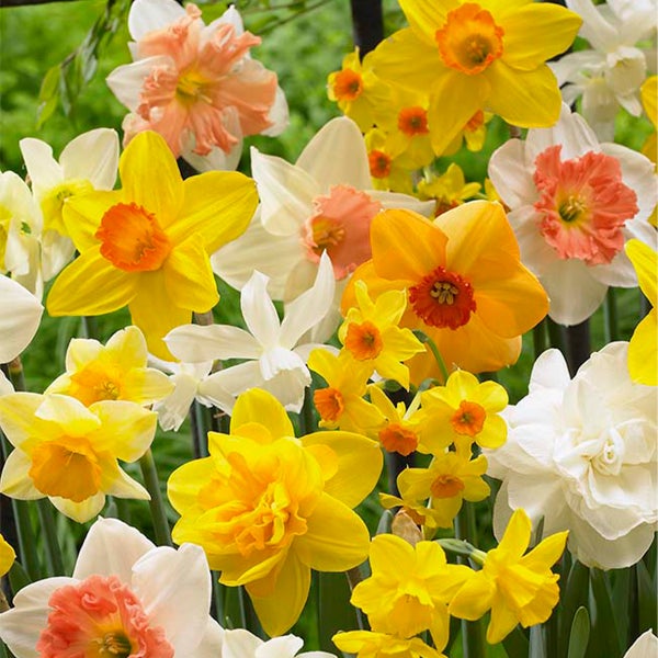 Bloomique - 15er-Mix - Narzisse - Narzisse - Blumenmischung für den ganzen Frühling - Farbmischung - Blumenzwiebeln - Frühlingsblüher - mehrjährige Pflanzen - wird 15-35 cm groß