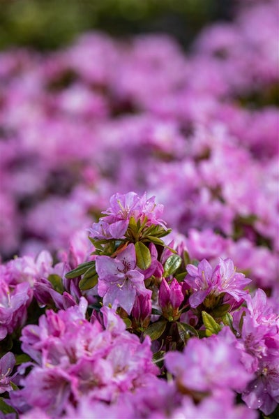 Rhododendron obtusum 'Negligé', Azalee, rosa Blüten, 15–20 cm