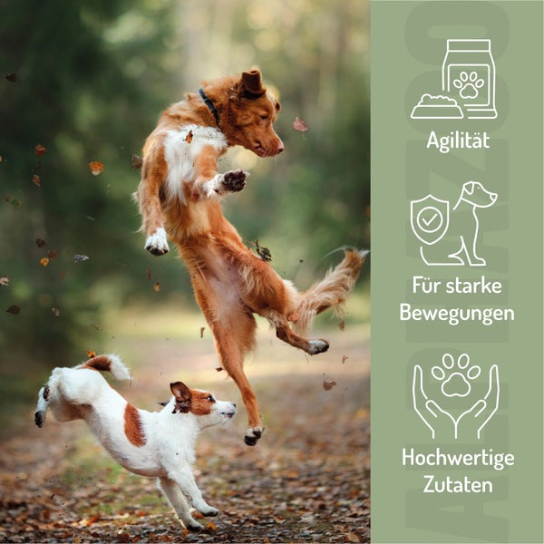 Zwei spielende Hunde im Herbstlaub für Agilität, starke Bewegungen und hochwertige Zutaten im Hundefutter