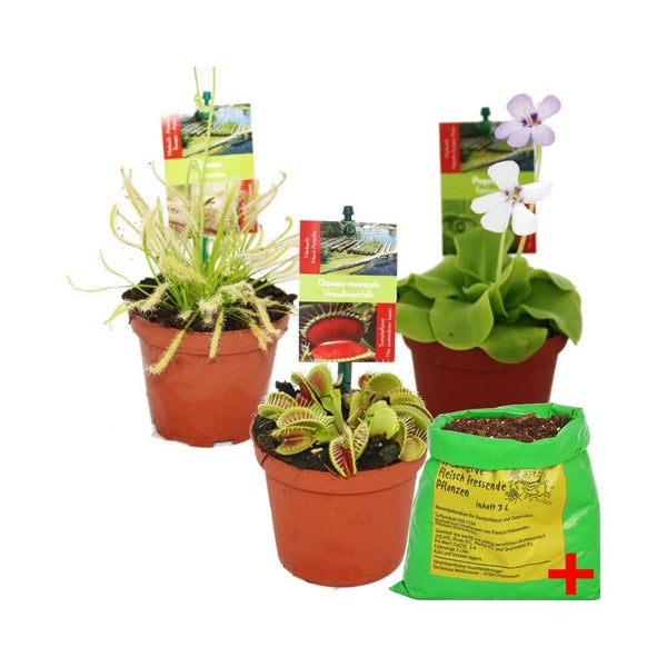 Set aus fleischfressenden Pflanzen bestehend aus Venusfliegenfalle, Sonnentau und Fettkraut in Toepfen sowie 3 Liter Spezialerde.