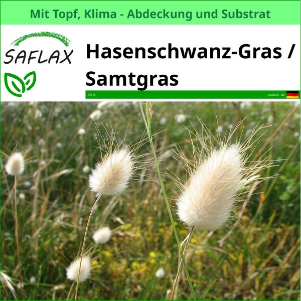Hasenschwanzgras im Topf mit Klimaabdeckung und Substrat