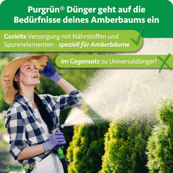 Frau gießt Amberbaum, Purgrün Logo, Text beschreibt Vorteile von Purgrün Amberbaum-Dünger gegenüber Universaldünger für gezielte Nährstoffversorgung.