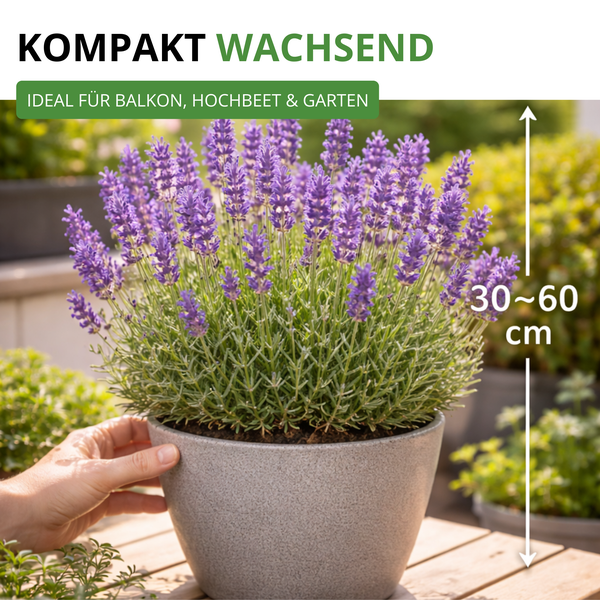 Kompakt wachsende Lavendelpflanze im Topf, ideal für Balkon, Hochbeet und Garten, Wuchshöhe 30 bis 60 Zentimeter.
