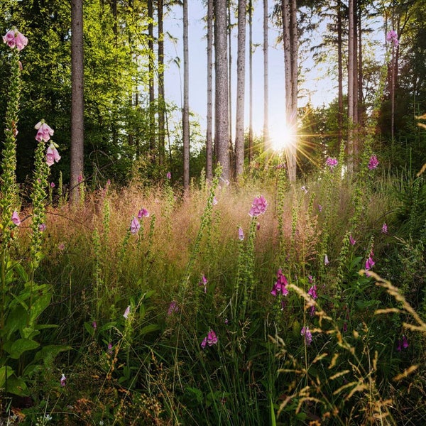 Waldlichtung mit blühendem Fingerhut im Sonnenlicht