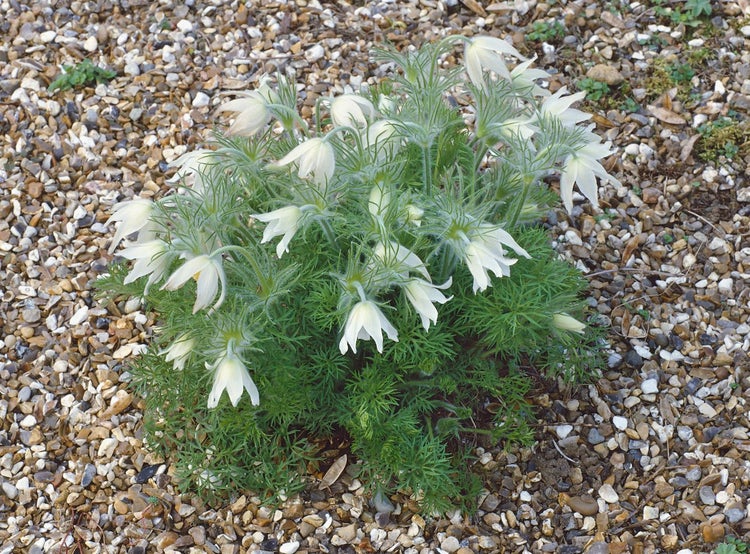 Pulsatilla vulgaris 'Alba', Küchenschelle, weiß, ca. 9x9 cm Topf