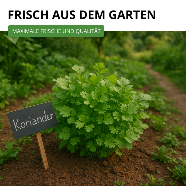 Frische Korianderpflanze in einem Gartenbeet mit einem Pflanzschild mit der Aufschrift Koriander.