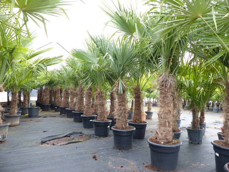 2 Stück Trachycarpus fortunei, 70 - 100 cm Stamm, 210 - 250 cm Hanfpalme, winterharte Palme bis -18°C