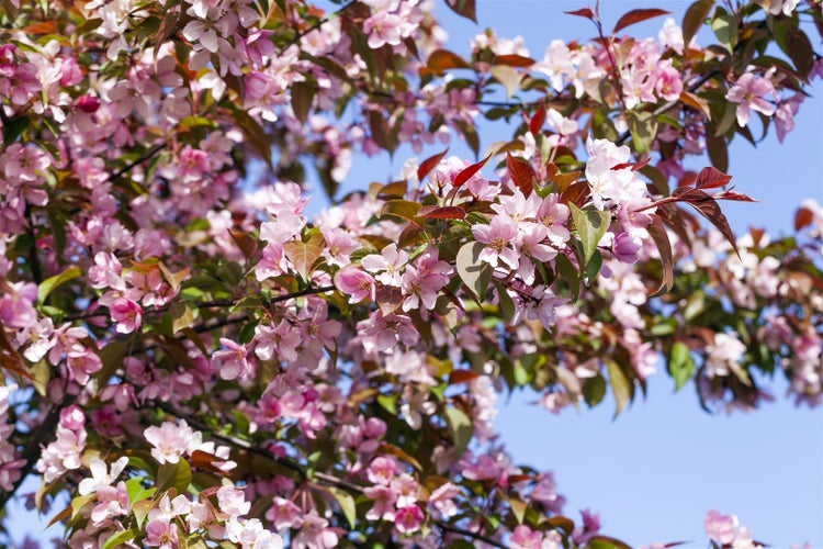 Blühender Zierapfelbaum mit zahlreichen hellen Blüten und bräunlich grünen Blättern vor einem klaren blauen Himmel.