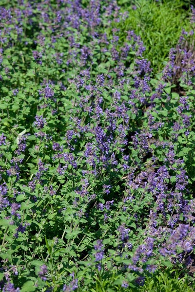 Nepeta racemosa 'Odeur Citron', Katzenminze, zitronig, ca. 9x9 cm Topf