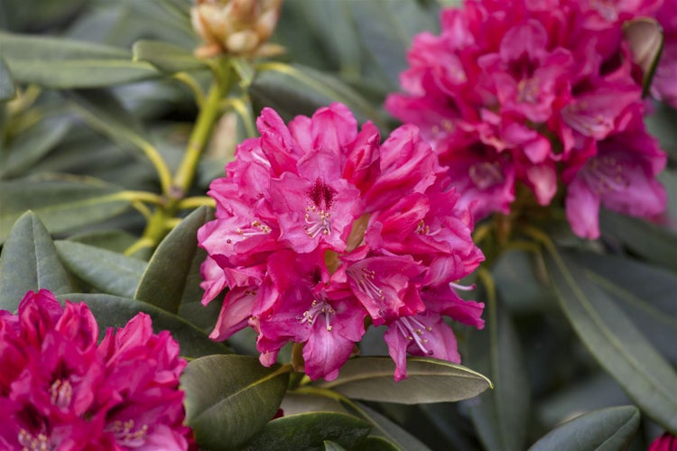 Rhododendron yakushimanum 'Sneezy', rosa Blüten, 30–40 cm