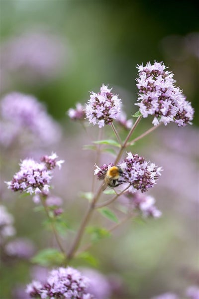 Origanum vulgare, Oregano, aromatisch, ca. 9x9 cm Topf