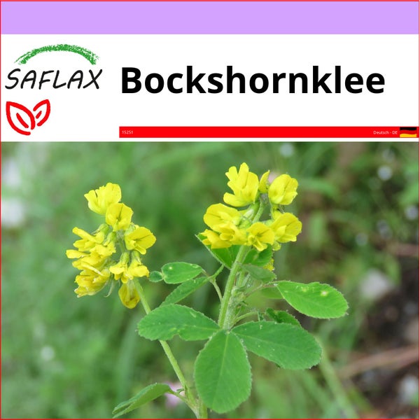 SAFLAX  - Bockshornklee - Trigonella foenum-graecum - 100 Samen