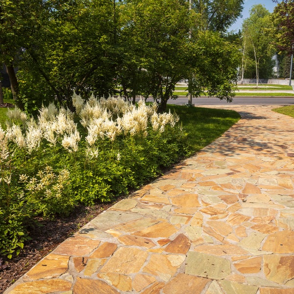 Gartenweg aus Polygonalplatten aus Naturstein neben blühenden weißen Prachtspieren und grünen Sträuchern.