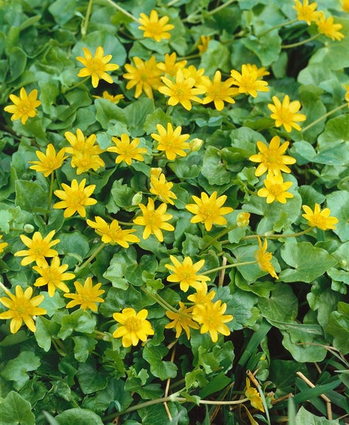 Ranunculus ficaria, Scharbockskraut, gelb, ca. 9x9 cm Topf