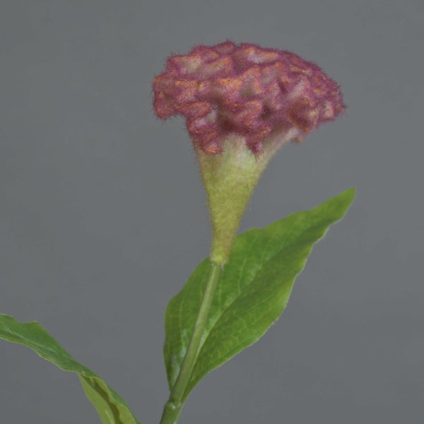 Sansevieria cylindrica mit langen, zylindrischen grünen Blättern in einem schwarzen Kunststofftopf.