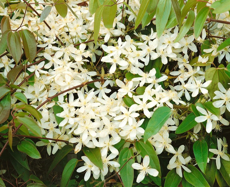 Clematis armandii 'Snowdrift', immergrün, weiße Blüten, 100–150 cm