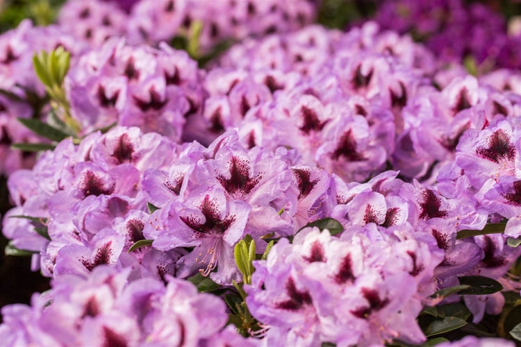 Rhododendron Hybr. 'Metallica', Rhododendron, 30–40 cm