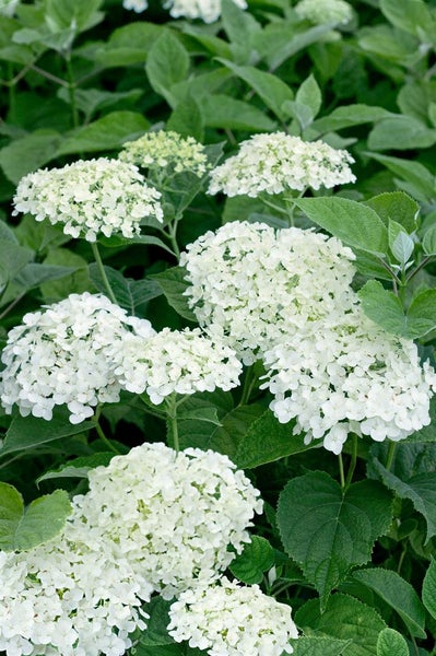 Hydrangea arborescens 'Strong Annabelle', Schneeballhortensie, weiß, 60–100 cm