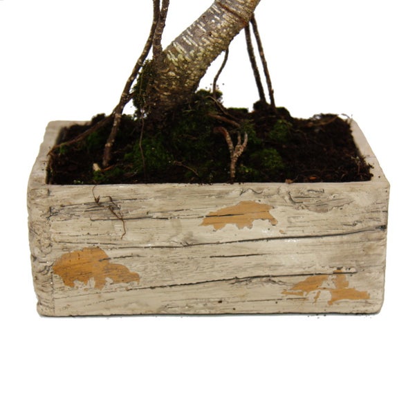 Bonsai fürs Zimmer - in moderner Trendkeramik - Zimmerbonsai Ficus - 8 Jahre alt - Holzoptik