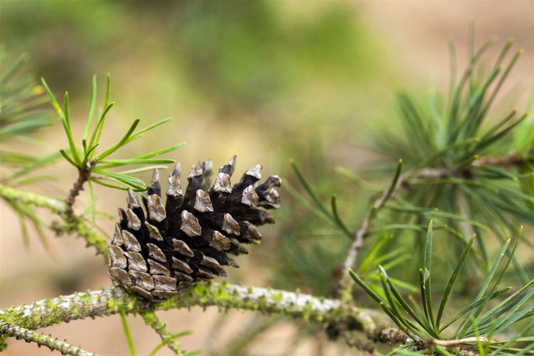 Pinus banksiana, Kiefer, 60–80 cm